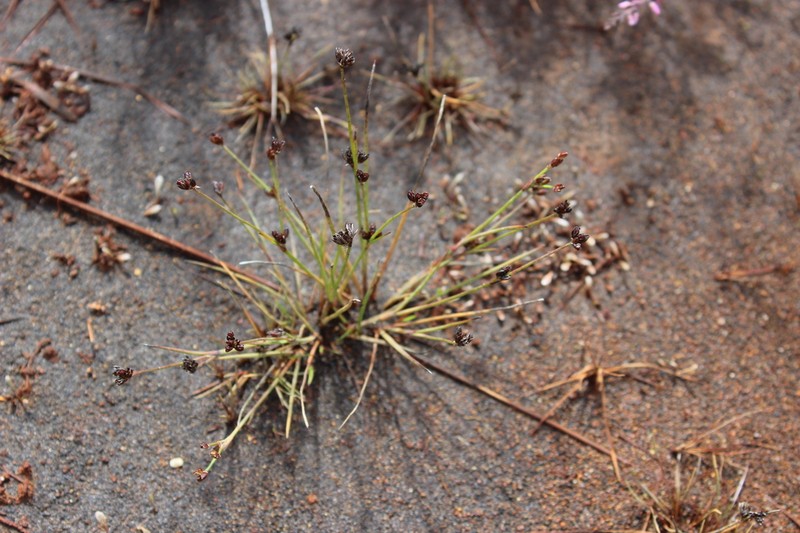 Juncus antarcticus photo 2