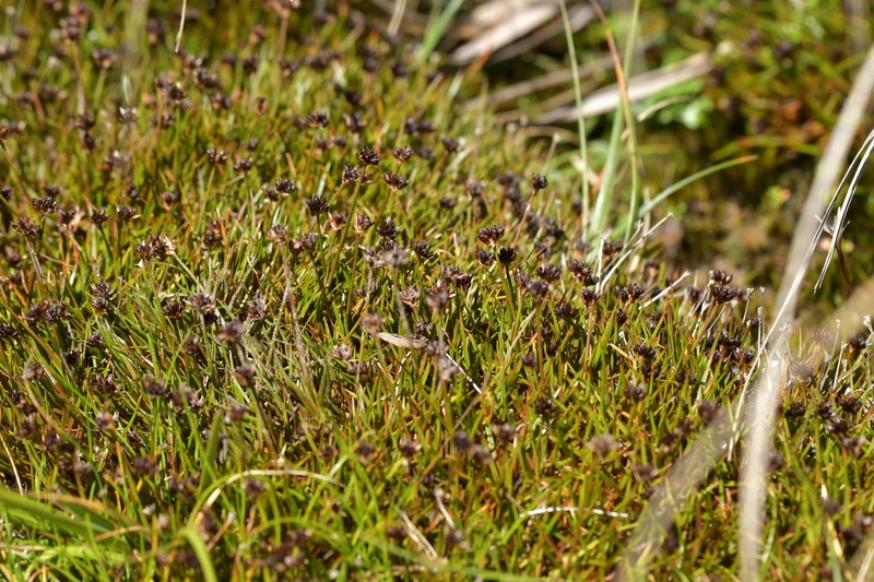 Juncus antarcticus photo 3