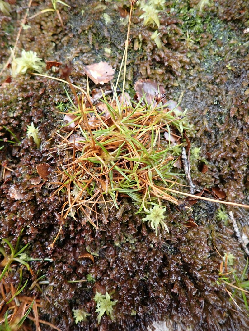 Juncus antarcticus photo 4