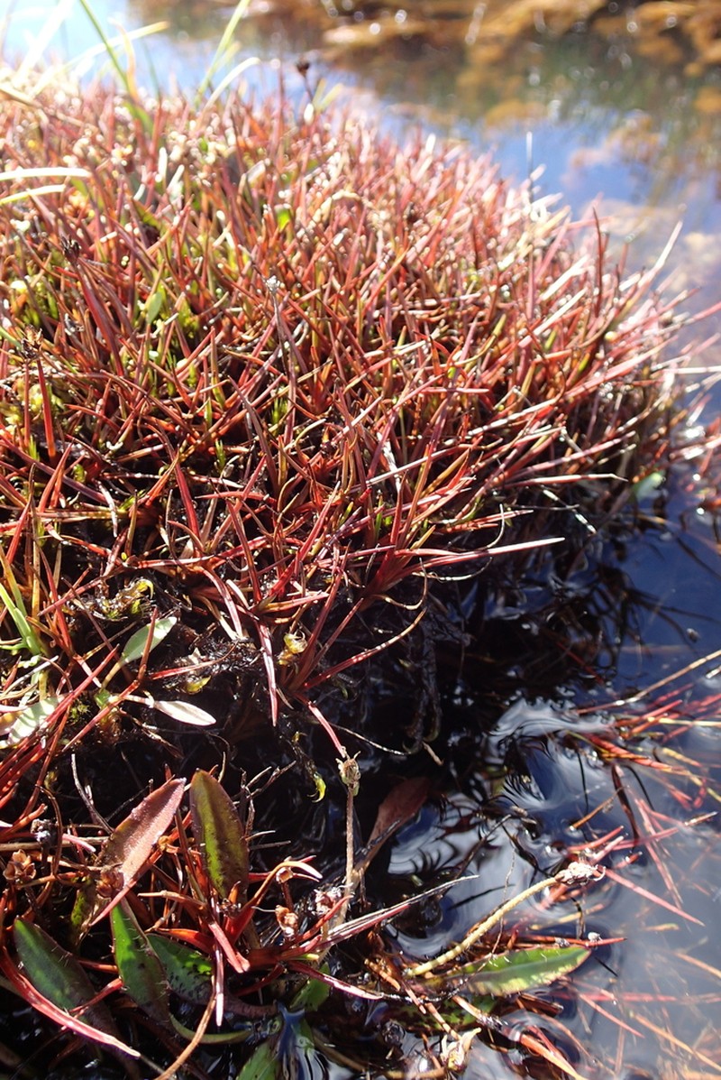 Juncus antarcticus photo 5