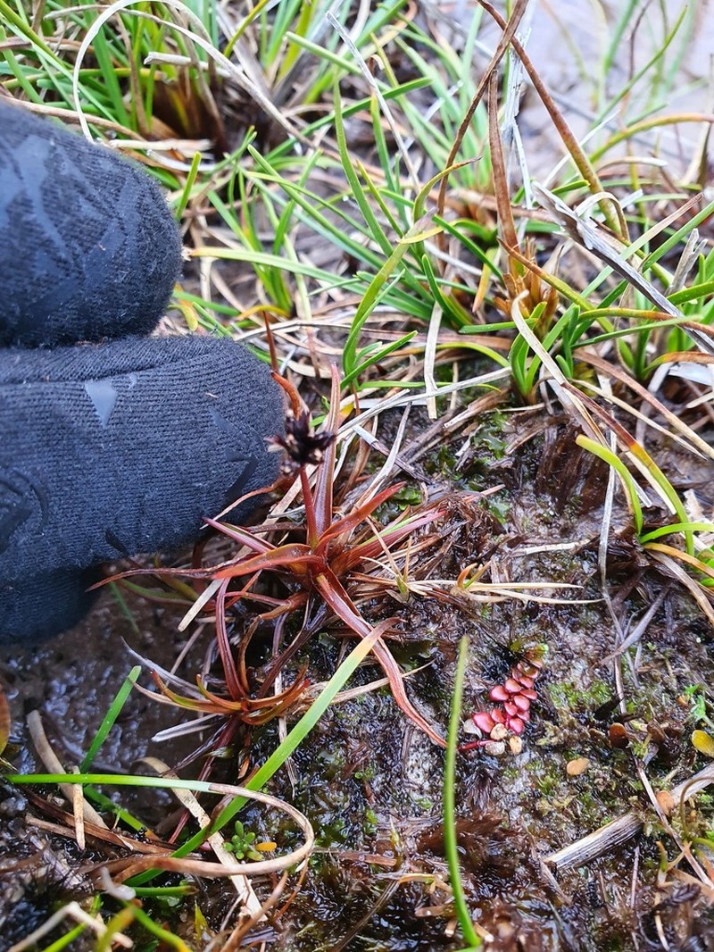 Juncus antarcticus photo 6