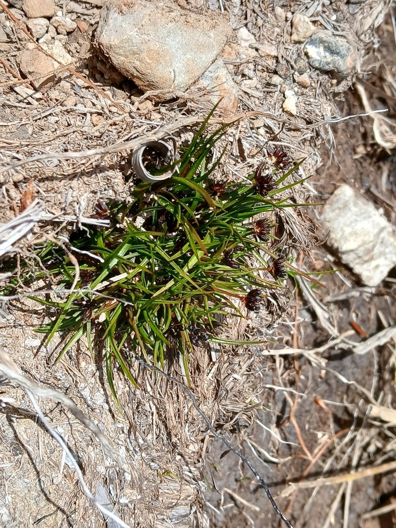 Juncus antarcticus photo 7