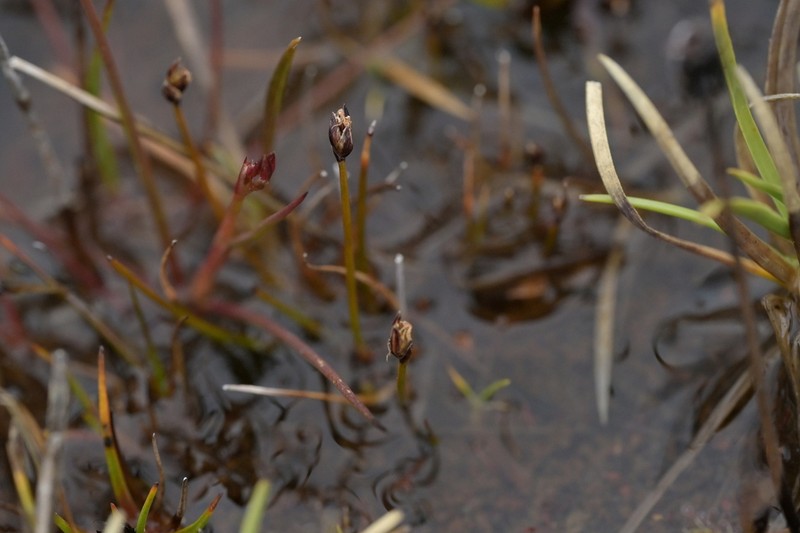 Juncus antarcticus photo 8