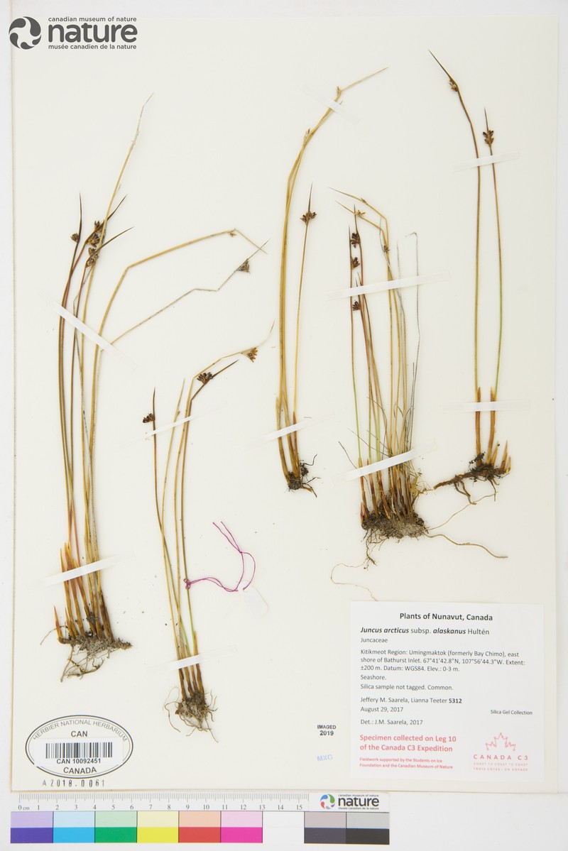 Juncus arcticus subsp. alaskanus