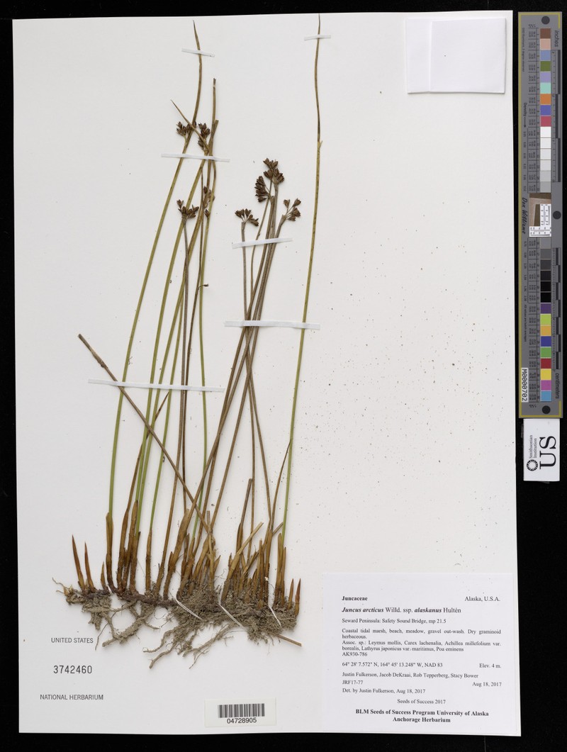 Juncus arcticus subsp. alaskanus photo 2