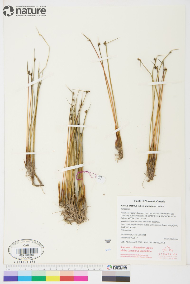 Juncus arcticus subsp. alaskanus photo 3