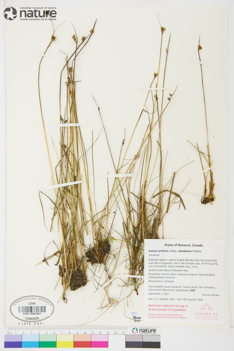 Juncus arcticus subsp. alaskanus photo 4