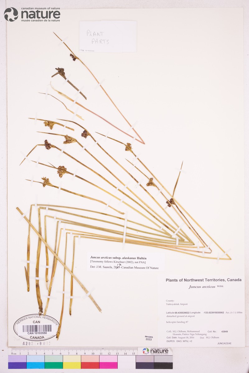 Juncus arcticus subsp. alaskanus photo 5