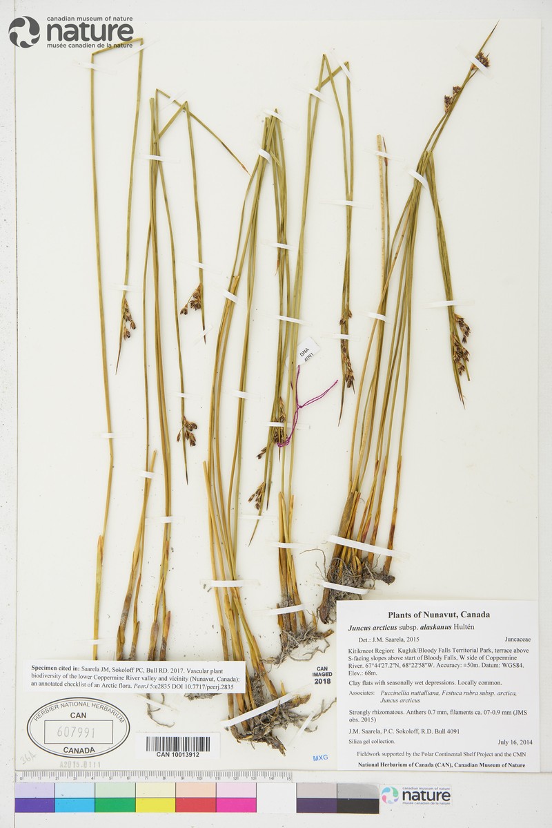 Juncus arcticus subsp. alaskanus photo 7