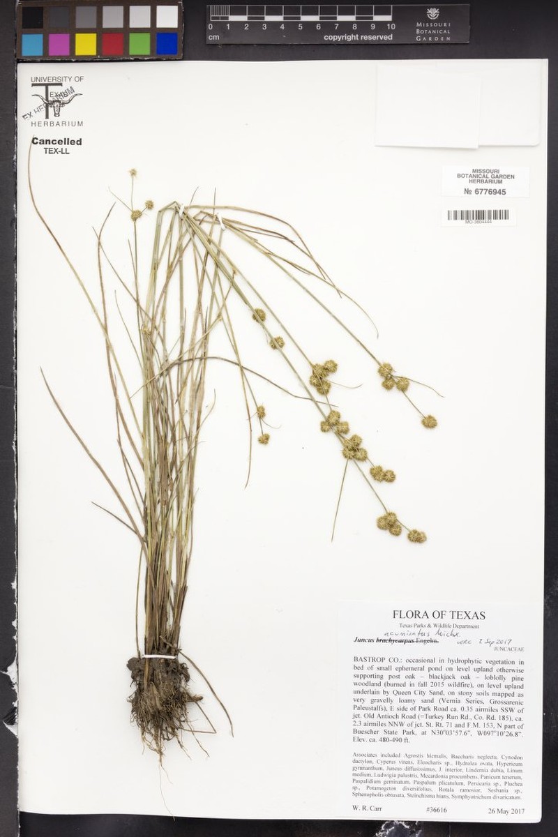Juncus arcticus subsp. arcticus