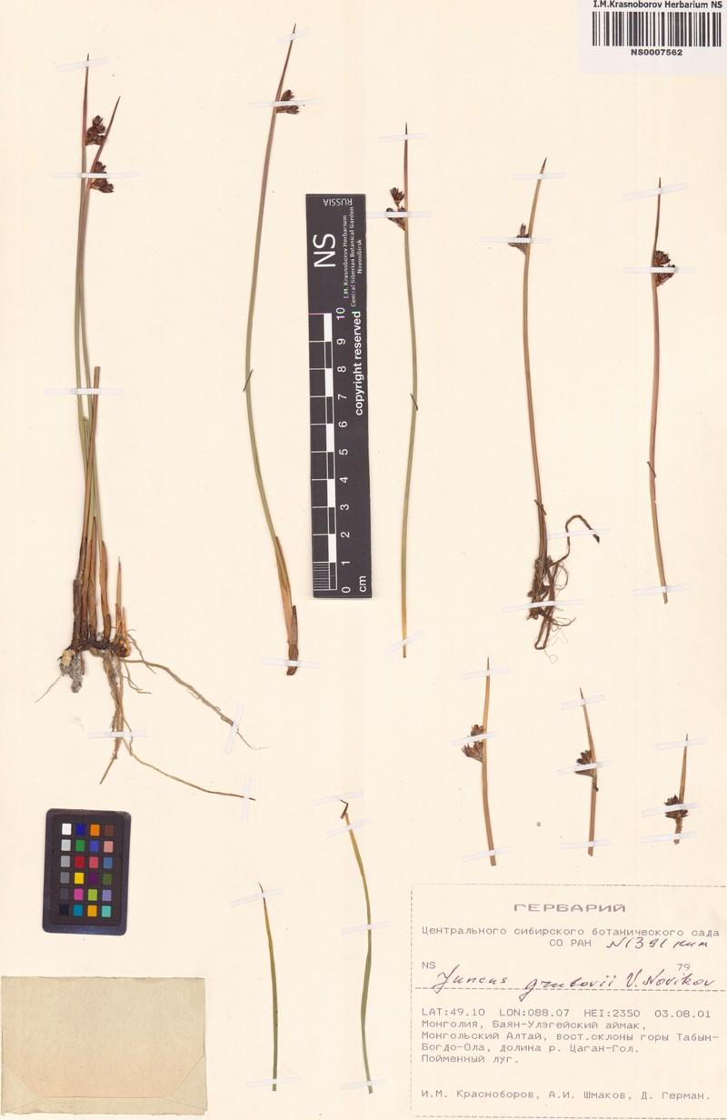 Juncus arcticus subsp. grubovii