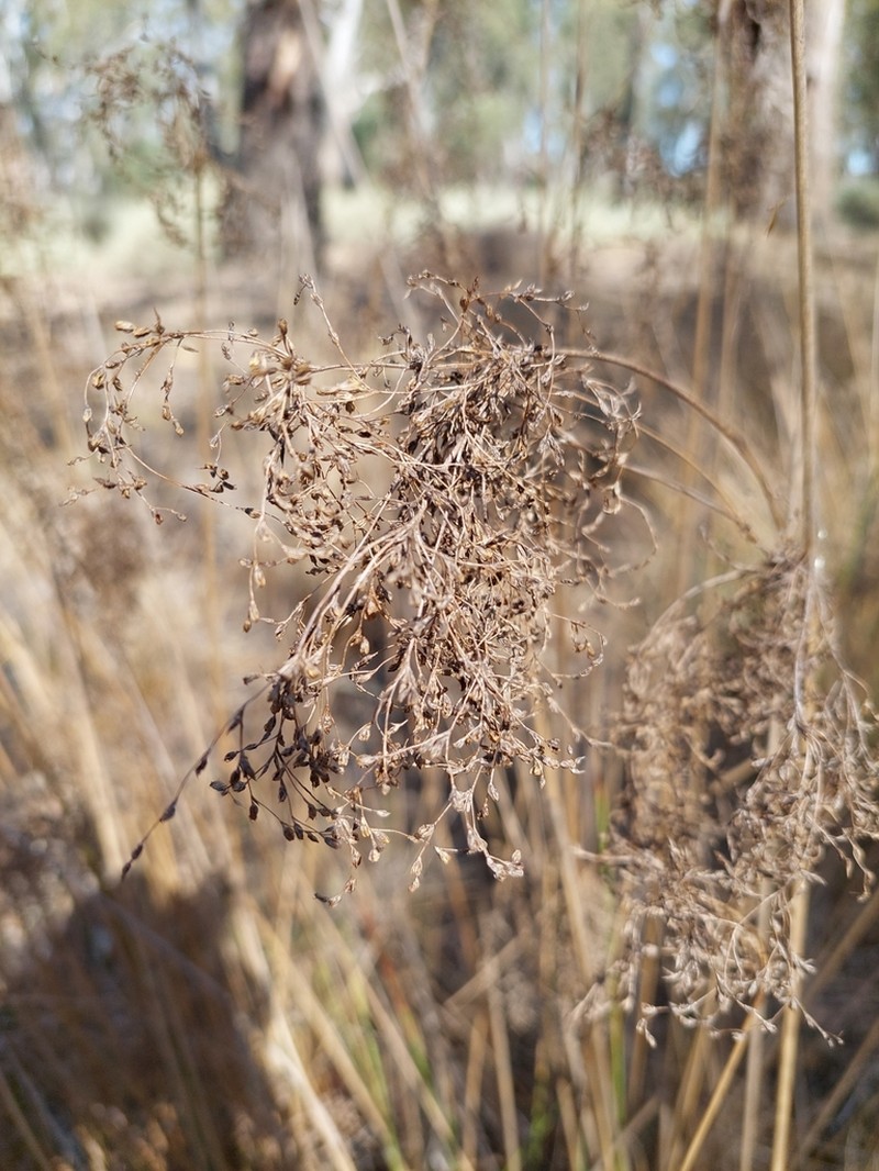 Juncus aridicola photo 2