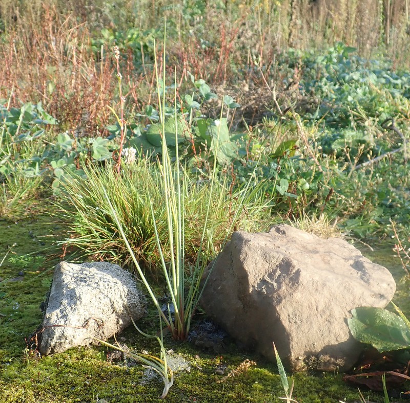 Juncus aridicola photo 3