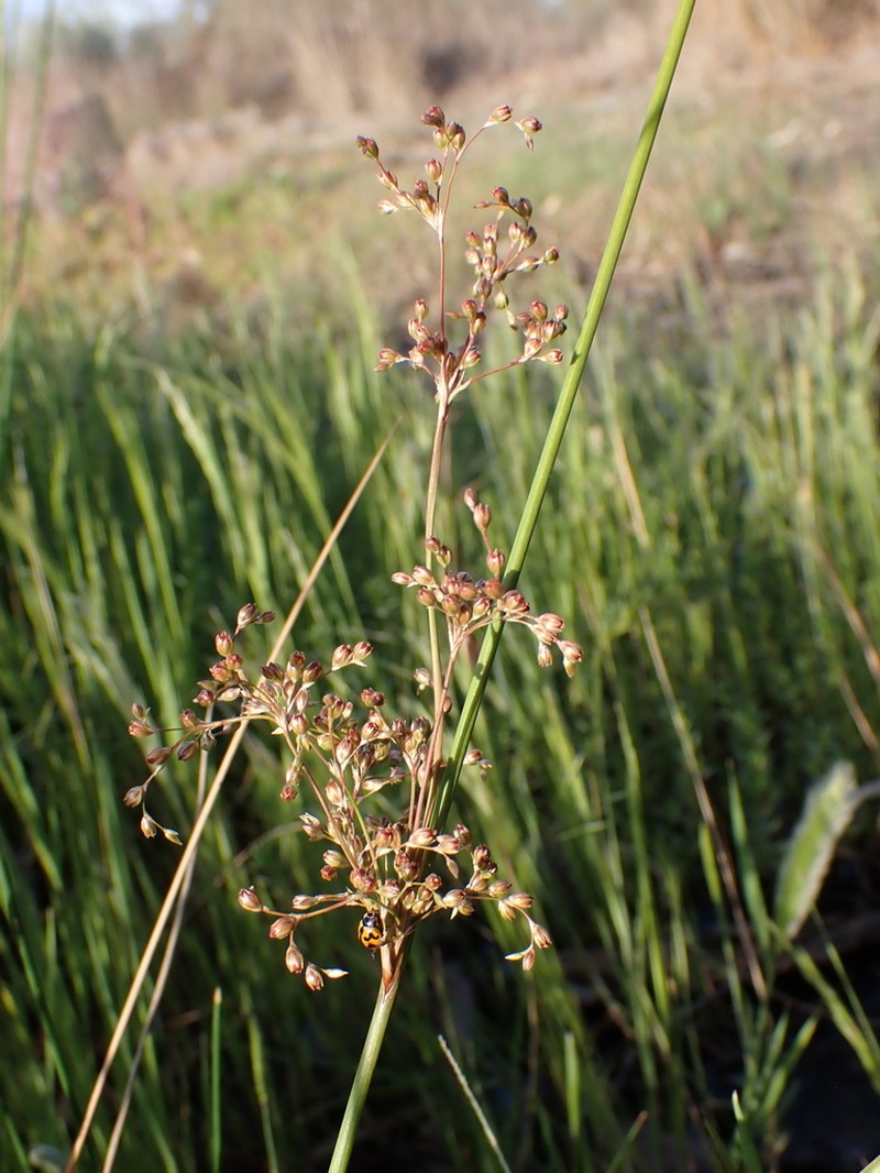 Juncus aridicola photo 4