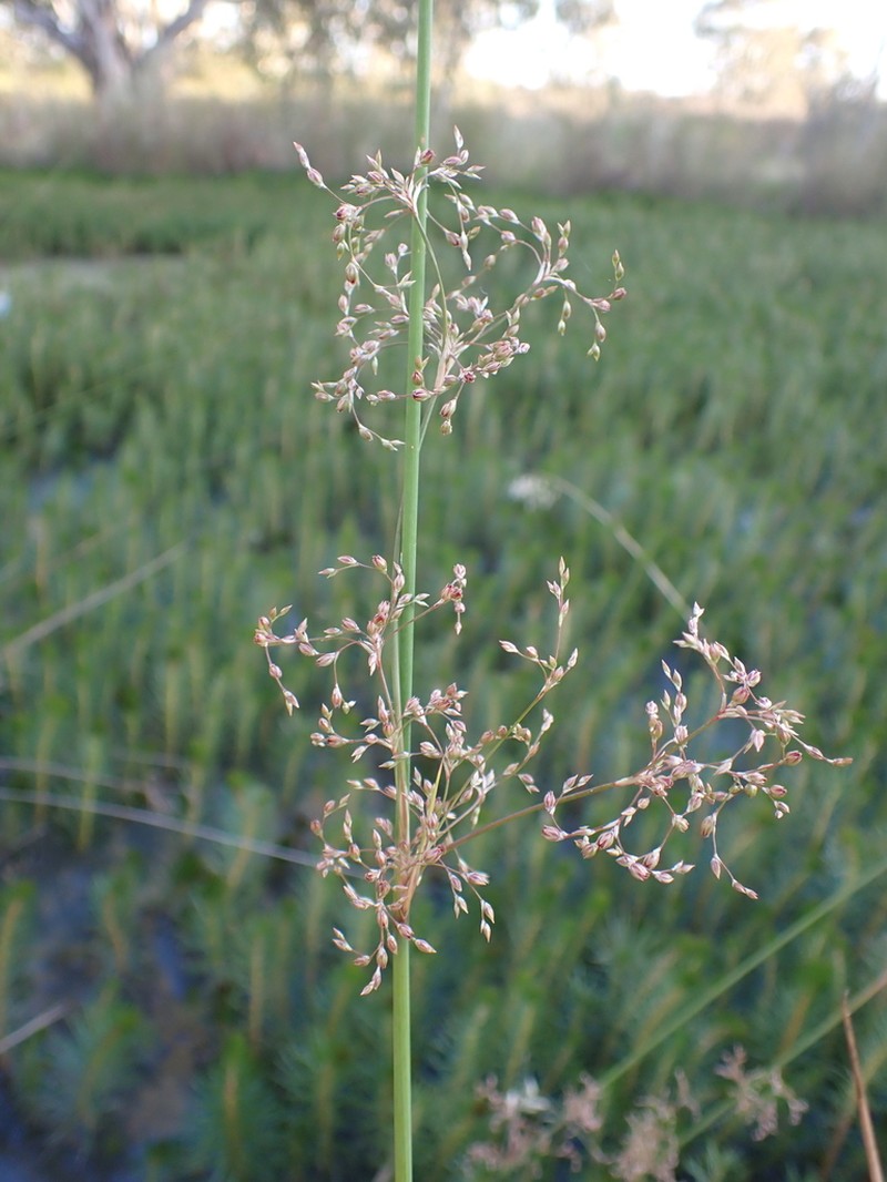 Juncus aridicola photo 5