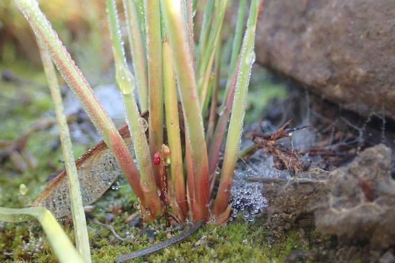 Juncus aridicola photo 6