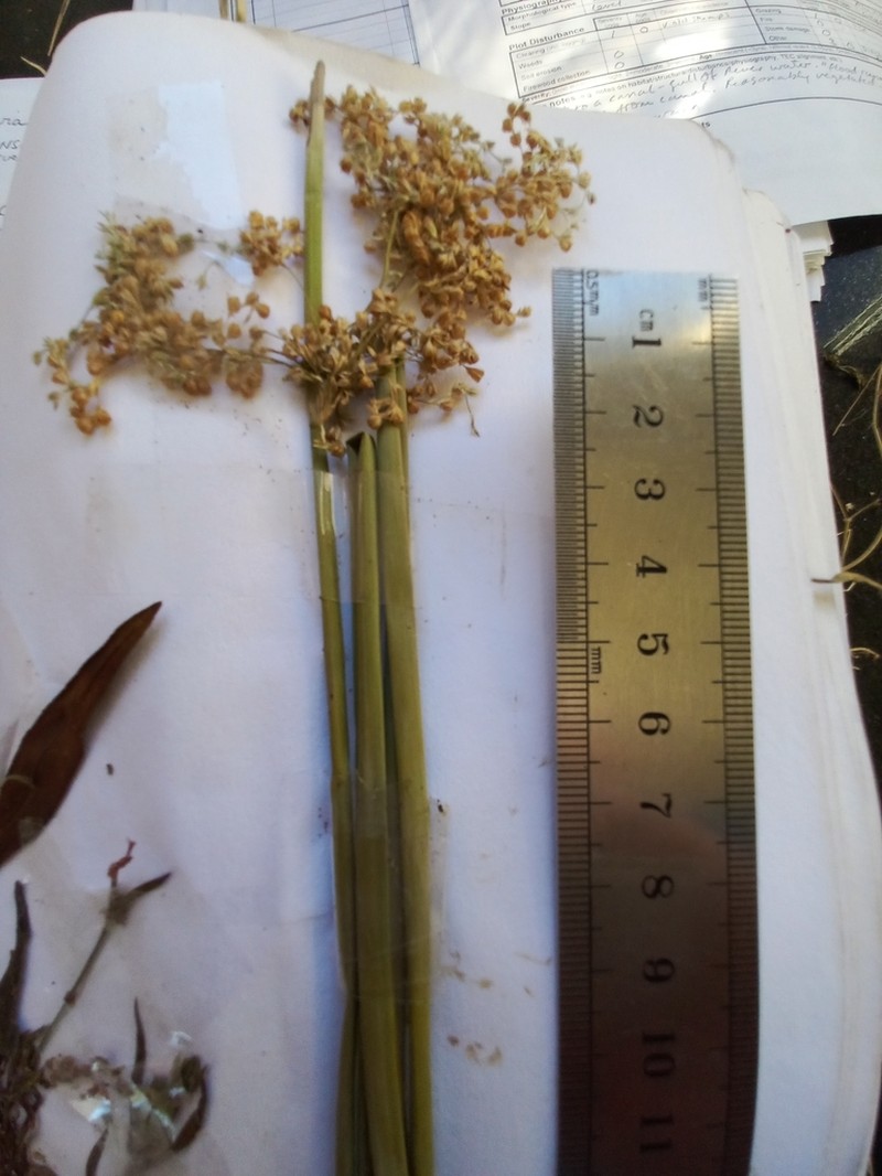 Juncus aridicola photo 7