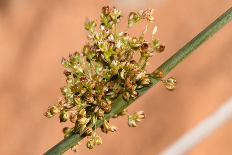 Juncus aridicola photo 8