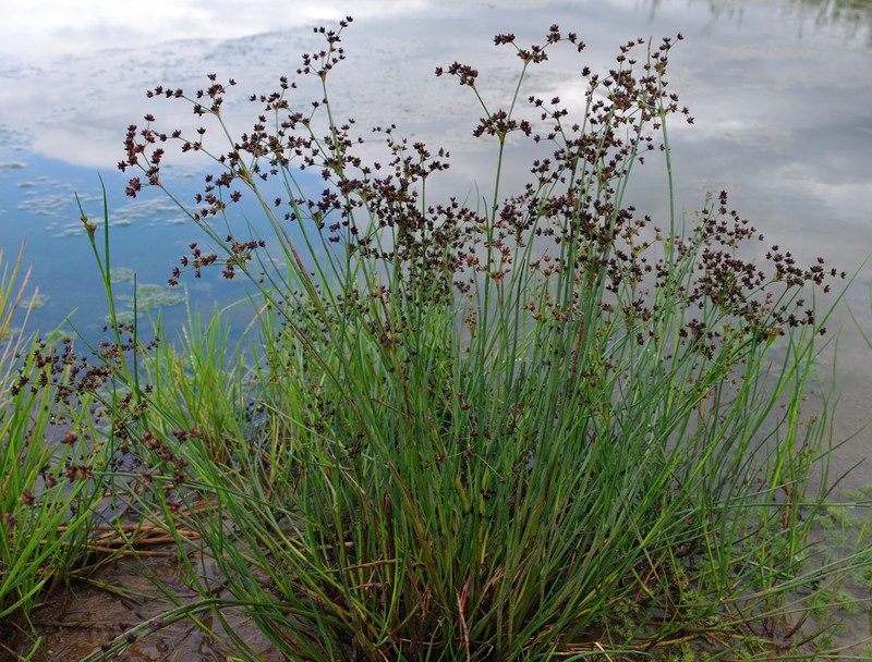 Jointleaf Rush