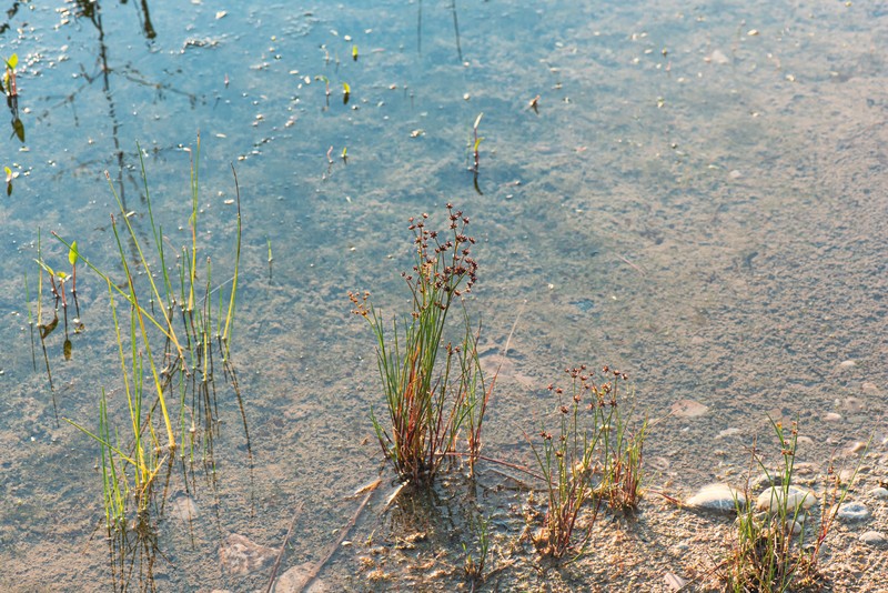 Jointleaf Rush photo 2