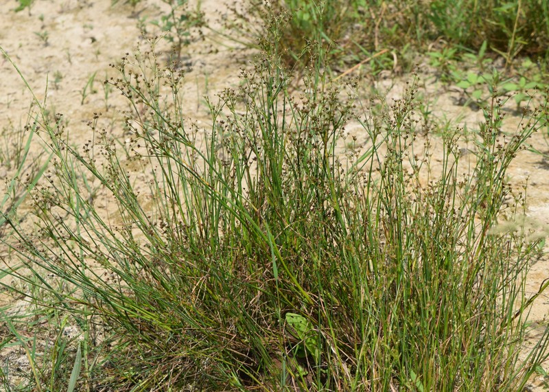 Jointleaf Rush photo 4