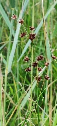 Jointleaf Rush