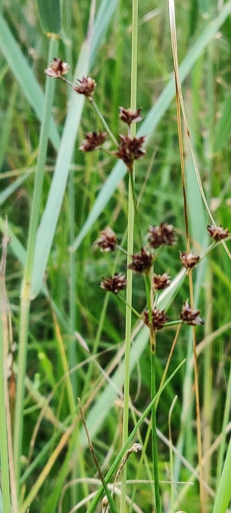 Jointleaf Rush