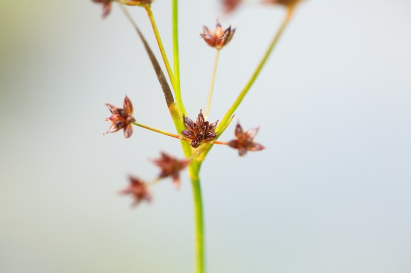 Jointleaf Rush photo 2