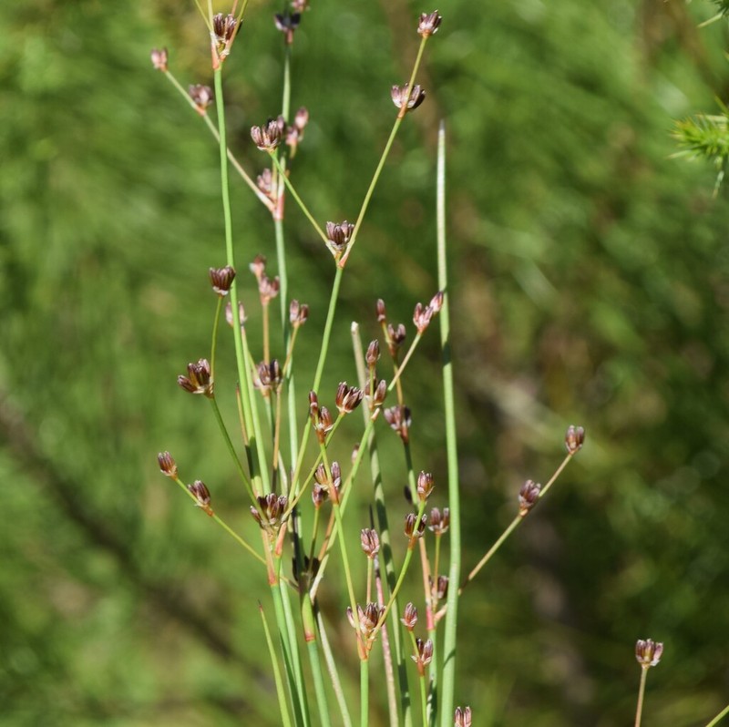 Jointleaf Rush photo 3