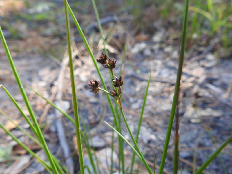 Jointleaf Rush photo 4