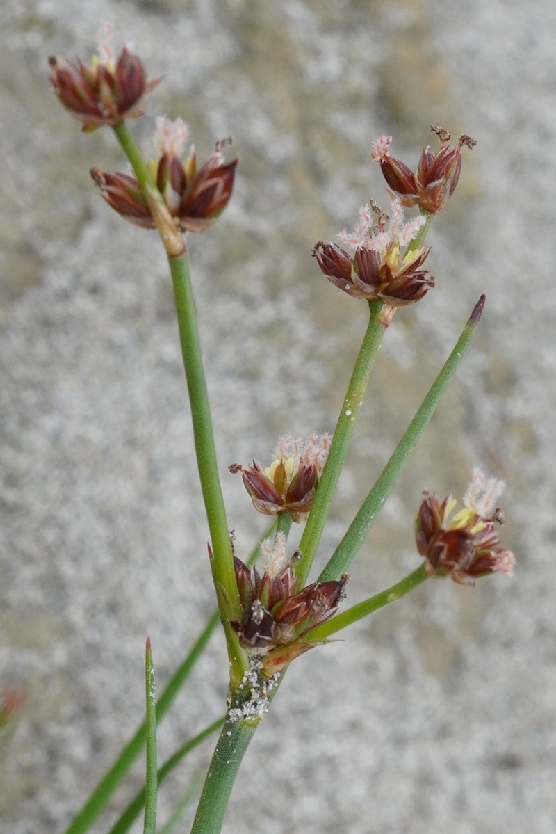 Jointleaf Rush photo 5