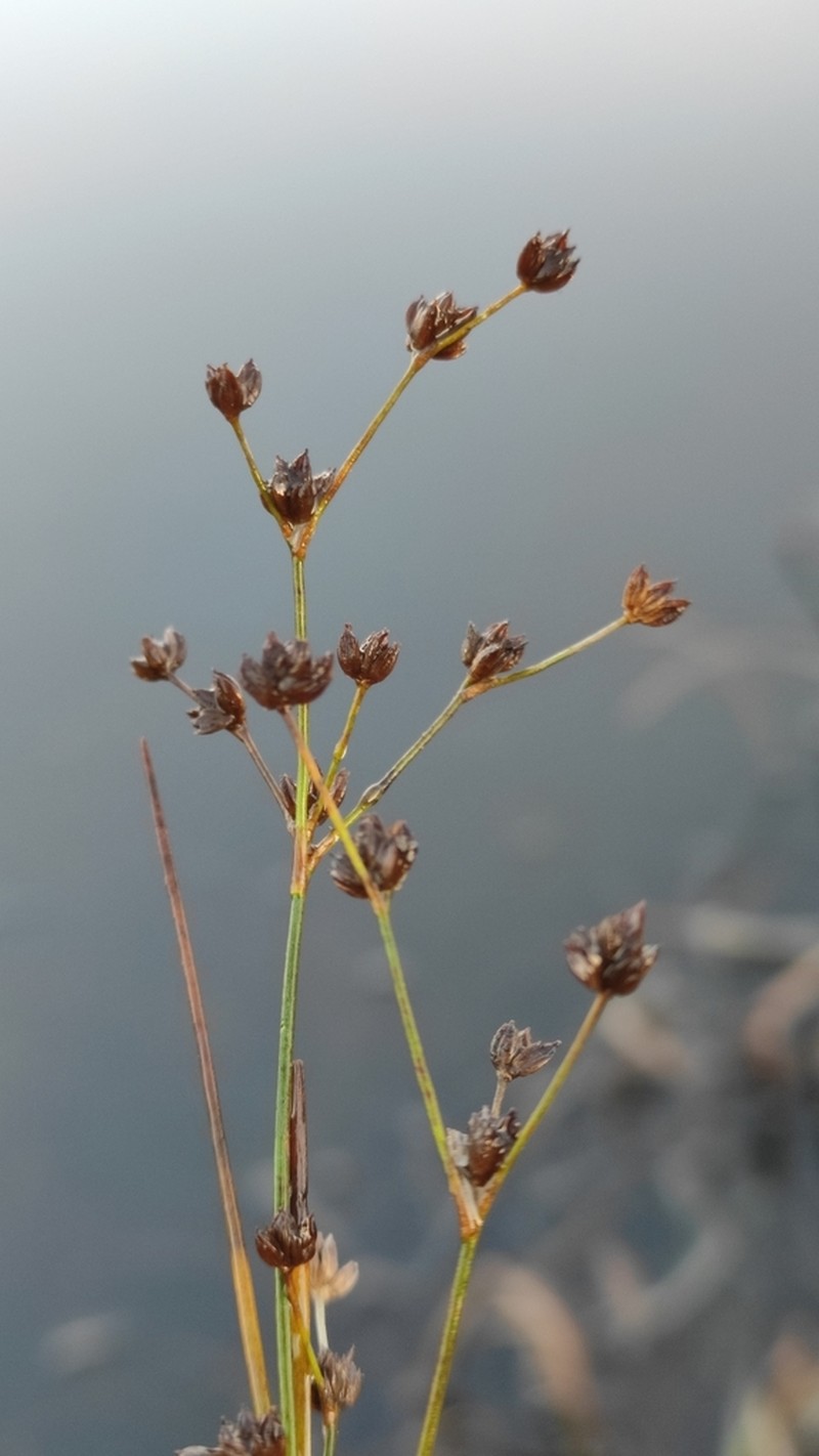 Jointleaf Rush photo 6