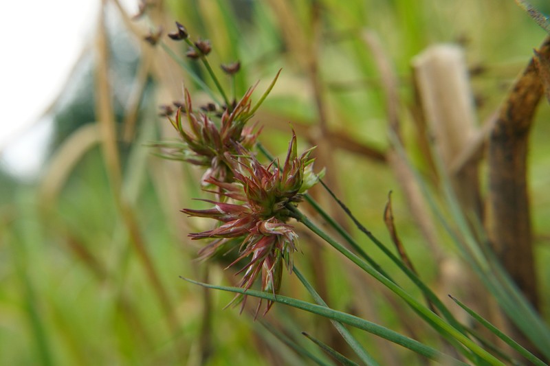 Jointleaf Rush photo 7