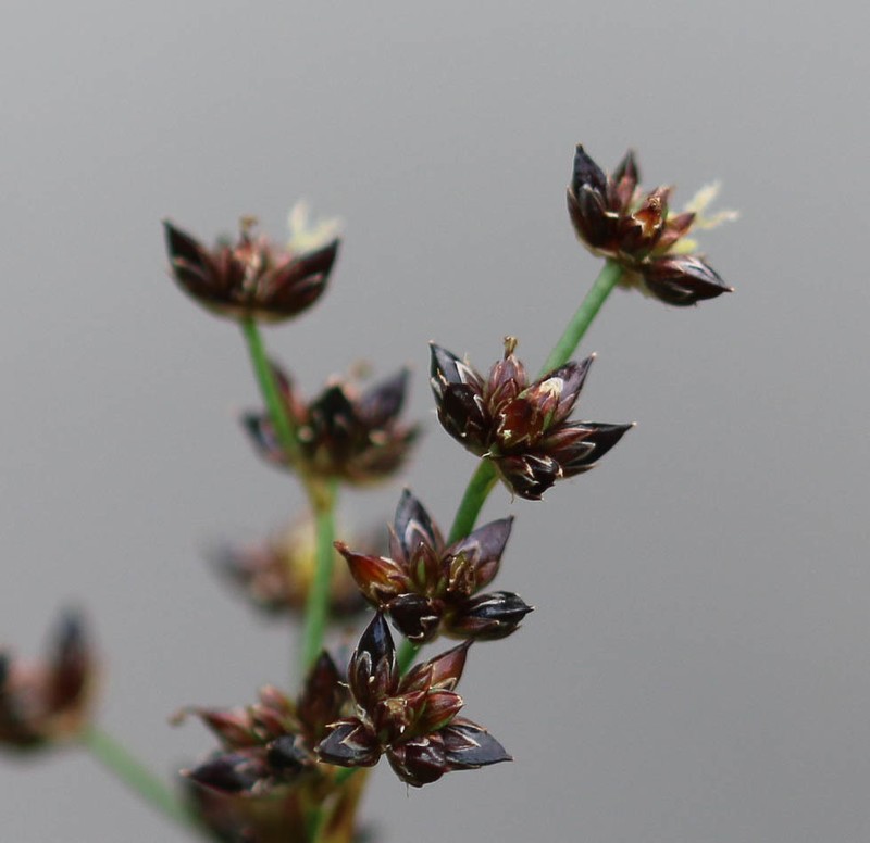 Jointleaf Rush photo 8