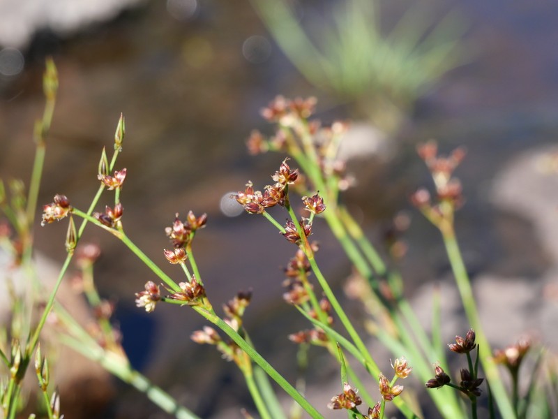Juncus articulatus subsp. articulatus
