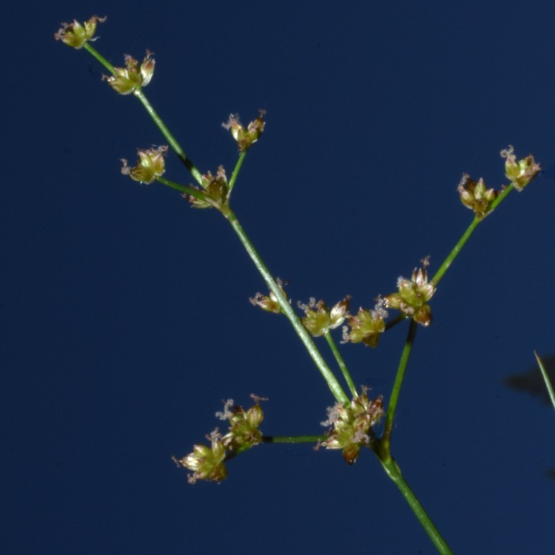 Juncus articulatus subsp. articulatus photo 2