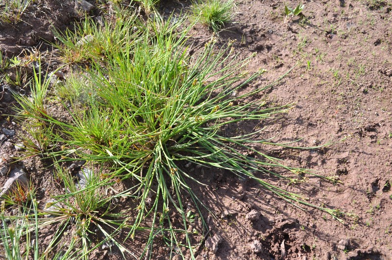 Juncus articulatus subsp. articulatus photo 4