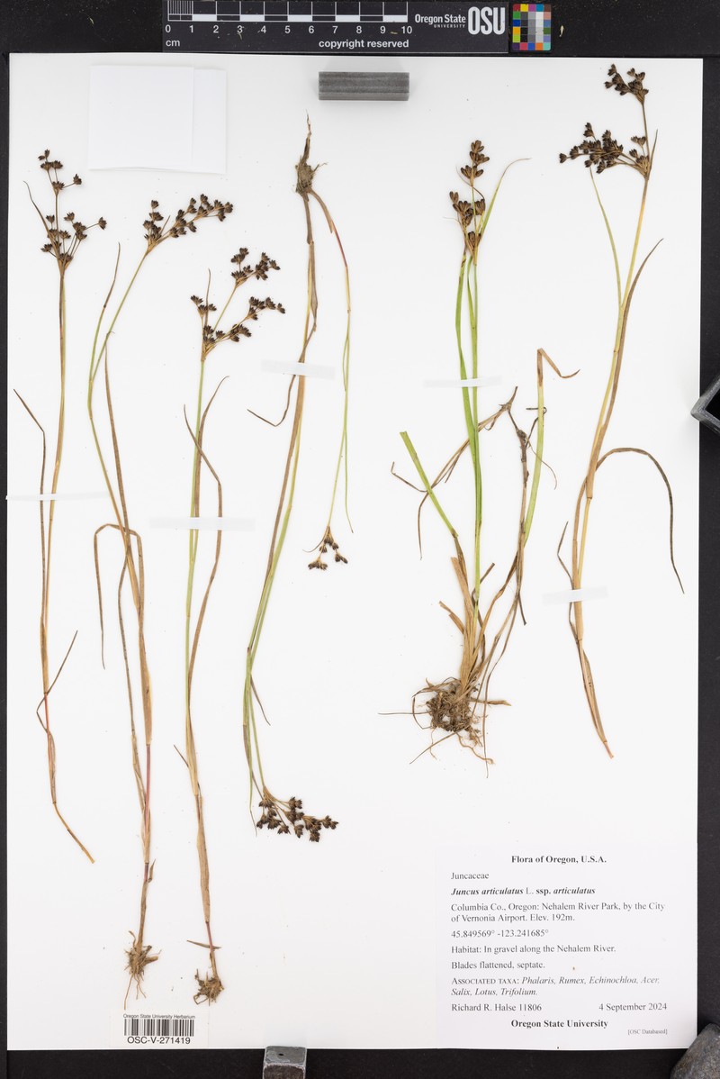 Juncus articulatus subsp. articulatus photo 5