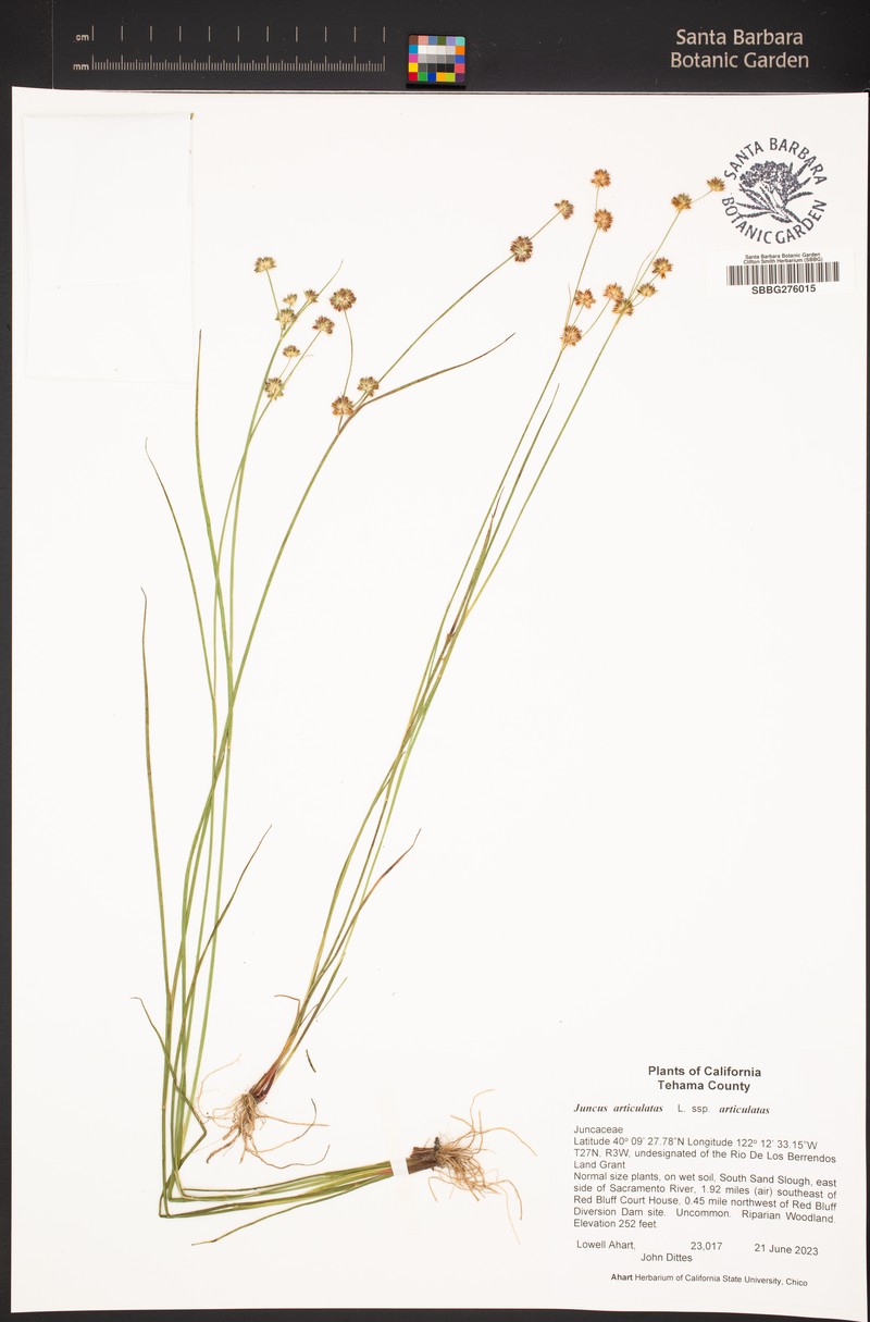 Juncus articulatus subsp. articulatus photo 6