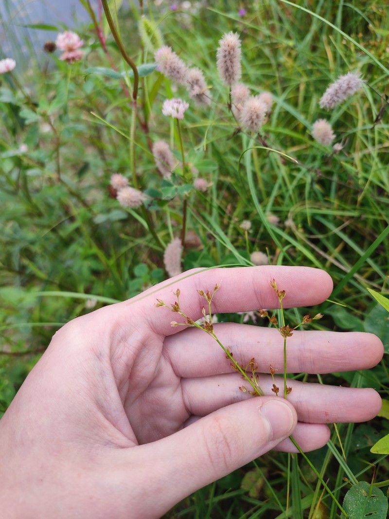 Juncus articulatus subsp. limosus