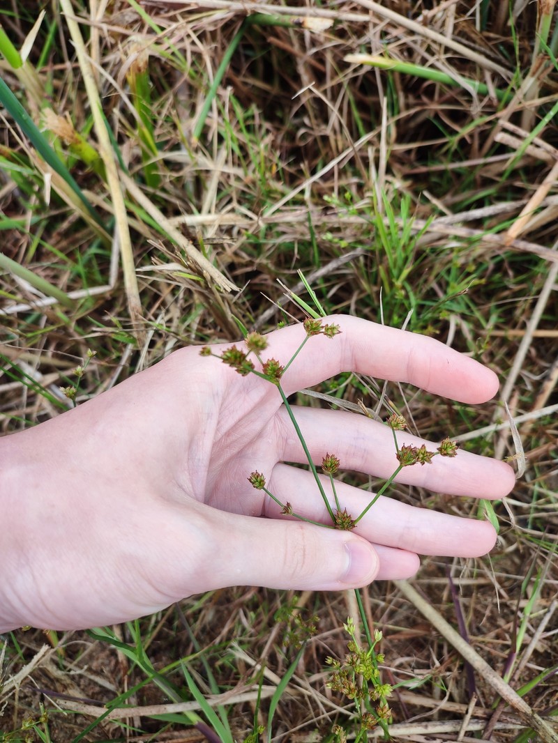 Juncus articulatus subsp. limosus photo 2