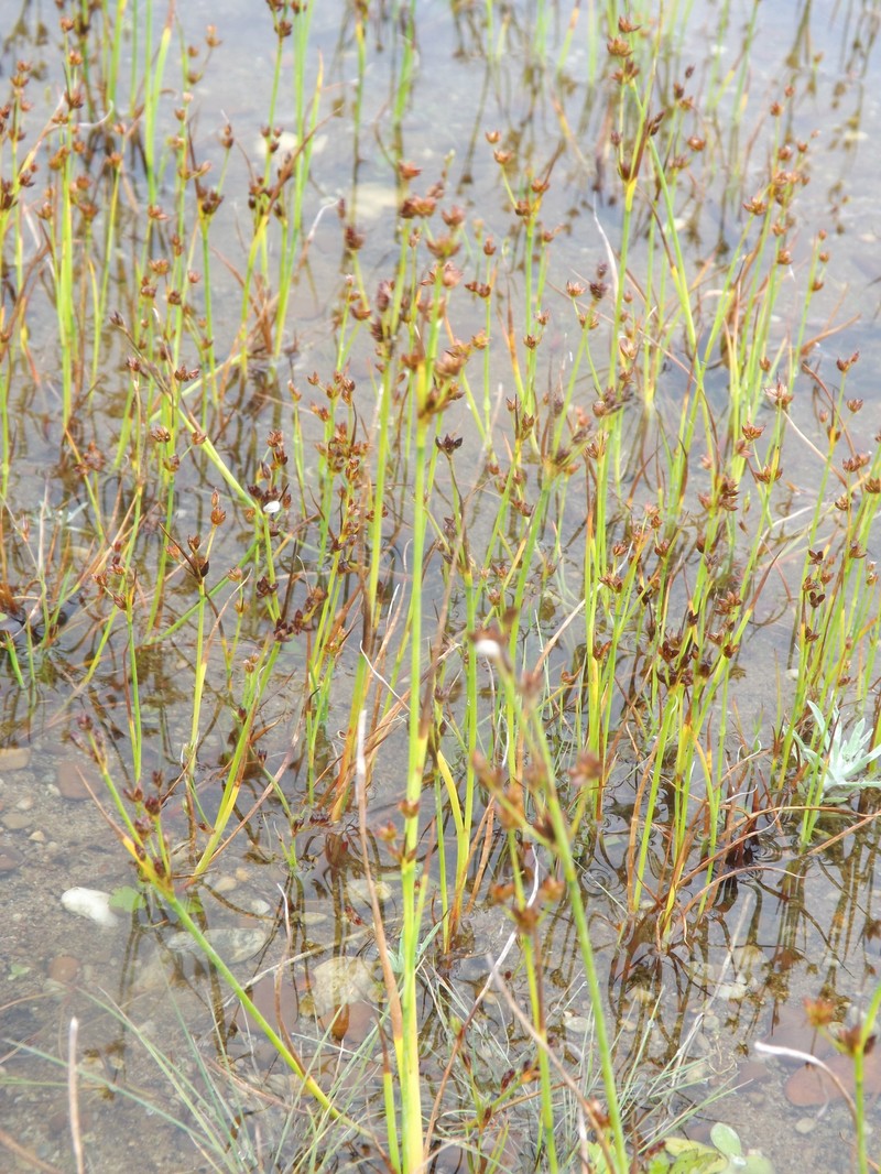 Juncus articulatus subsp. limosus photo 3