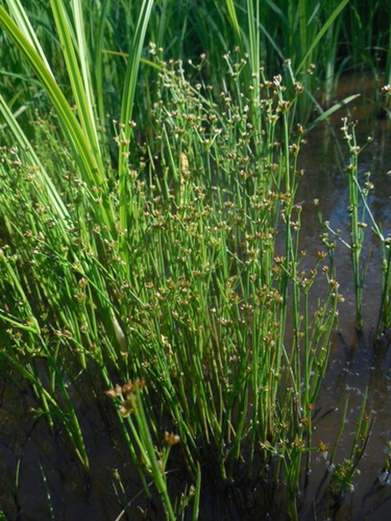 Juncus articulatus subsp. limosus photo 4