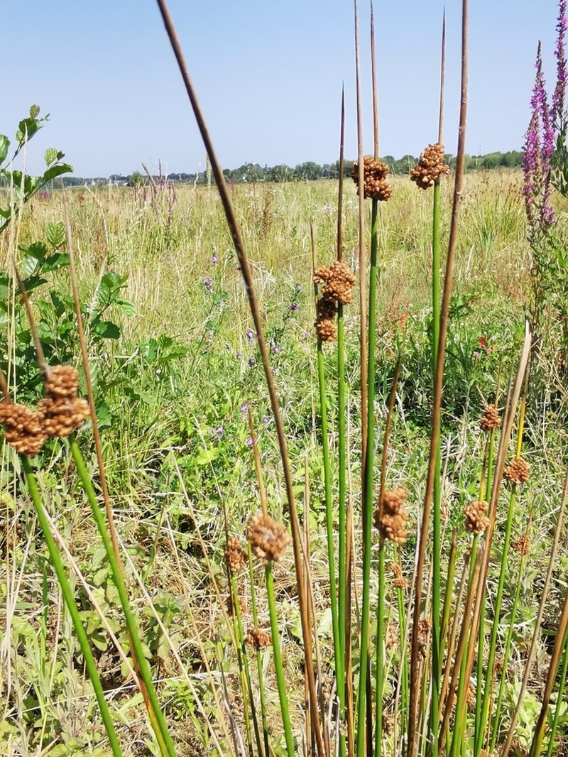 Juncus astreptus