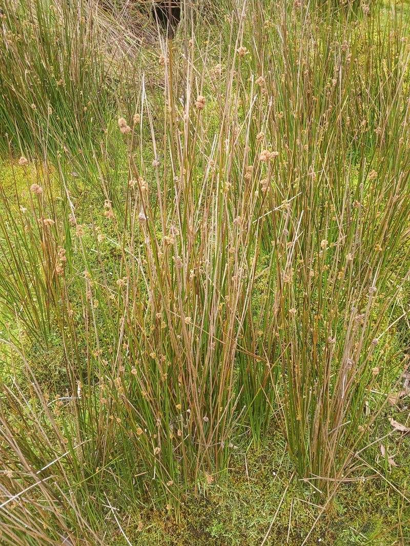Juncus astreptus photo 3