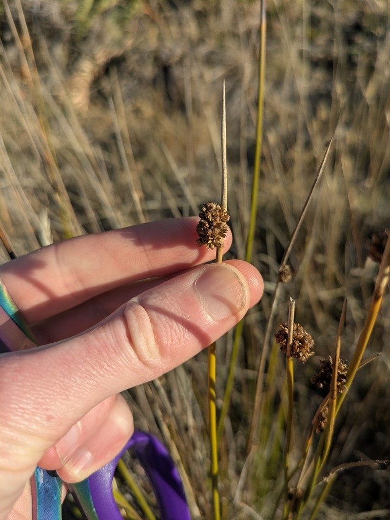 Juncus astreptus photo 4