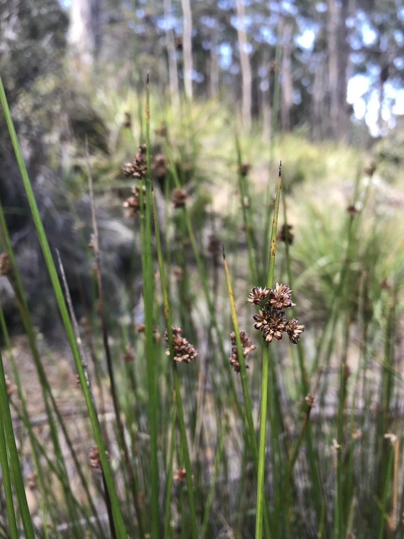 Juncus astreptus photo 5