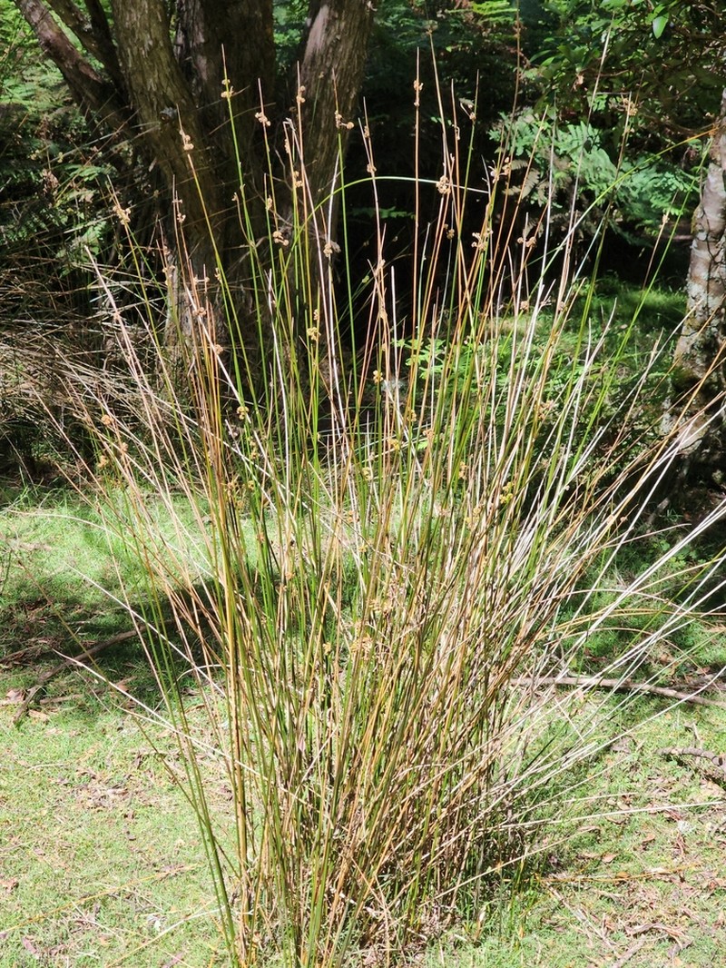 Juncus astreptus photo 6