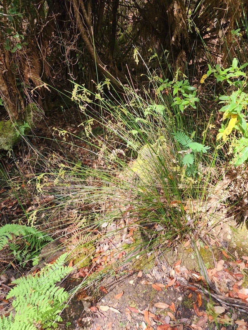 Juncus astreptus photo 7