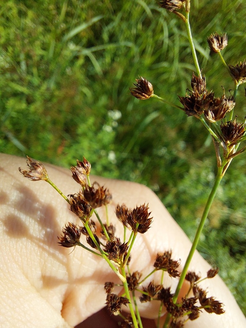 Juncus atratus